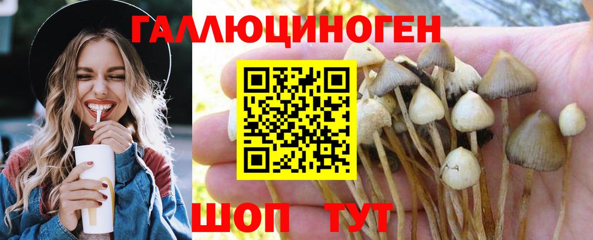 Псилоцибиновые грибы Psilocybe Пятигорск